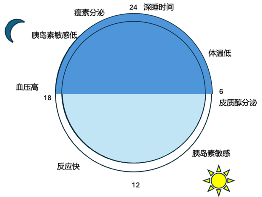 血糖与胰岛素・系列 14：为什么作息紊乱、熬夜，往往比多吃一顿还容易发胖